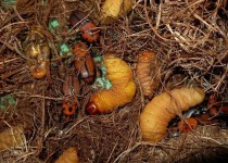 مشارکت مردمی در کنترل سوسک سر خرطومی حنایی نخلستان‌های سیستان و بلوچستان