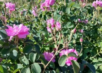 ۵۰ هزار اصله نهال گل محمدی تا پایان اردیبهشت‌ماه توزیع می‌شود