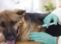 مشارکت مردمی محور اصلی پیشگیری و کنترل بیماری هاری است