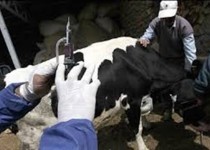 «تیلریوز» زردی گاو و گوساله، بیماری شایع در فصل گرما که قابل‌پیشگیری است