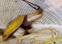 قدیمی‌ترین گونه جانوری درخطر انقراض، در تالاب هامون مشاهده شد