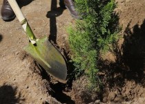 بیش از ۶۰۰ هزار اصله نهال در سیستان‌وبلوچستان غرس شد