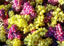 برداشت انگور از ۵۳۰ هکتار از باغات شهرستان خاش آغاز شد