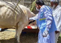 جهادگران دامپزشکی به ۱۵۶ روستا خدمت‌رسانی کردند