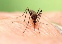 کدام مناطق کشور آلوده به پشه آئدس شده‌اند؟