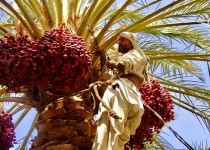 ۴۷ هزار تن خرمای سیستان و بلوچستانی روانه بازار مصرف شد