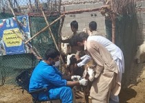 اجرای واکسیناسیون جمعیت دام سبک‌وسنگین علیه تب برفکی