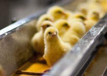 رکورد صعودی جوجه‌ریزی در مرغداری‌های سیستان و بلوچستان