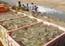 ظرفیت کم‌نظیر آبزی‌پروری در سیستان و بلوچستان