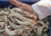 قابلیت تولید و پرورش سالانه ۷۰۰۰ تن‌ میگو در دشتیاری