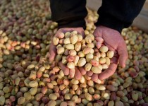 پسته زاهدان مسافر بازار فروش می‌شود