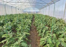 ۲۵۶ واحدگلخانه خانگی در مهرستان به بهره‌برداری رسید