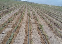 بیش از ۵۱ هزار هکتار از اراضی به سیستم‌های آبیاری تجهیز شدند