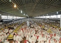 رکورد جوجه ریزی در سیستان وبلوچستان از ۱۶ میلیون قطعه فراتر رفت