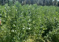 اختصاص ۱۸۰۰ هکتار از اراضی کشاورزی به کشت پاییزه در نیکشهر