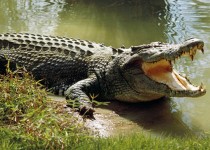 زنده‌گیری و رهاسازی یک سر تمساح در سیستان و بلوچستان