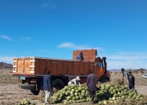 برداشت هندوانه از روستای سرتلاب خاش