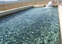 توصیه‌های دامپزشکی به پرورش دهندگان ماهی‌های سردآبی