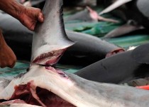 کشف ۱۰ قطعه کوسه‌ماهی در سیستان‌وبلوچستان