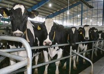 بیماری تب برفکی در سیستان‌وبلوچستان مشاهده نشد