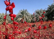 تولید ۷۰۰ تن چای ترش در سیستان‌وبلوچستان