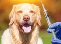 واکسینه‌کردن ۱۳ هزار قلاده سگ در سیستان‌وبلوچستان