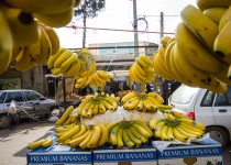 کاهش ۷۰ هزارتنی واردات موز به سیستان‌وبلوچستان