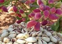 آغاز انجام مدیریت عملیات زمستانه باغات پسته در زاهدان