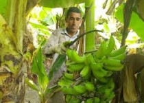 خودکفایی در تولید موز گامی به‌سوی کاهش وابستگی