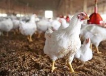 تولید ۳۷۰۰ تن گوشت مرغ در زاهدان