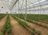 تولید سالیانه ۱۲۰ هزار تن محصولات گلخانه‌ای