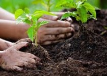 نهال‌کاری مردمی کلید سرسبزی آینده سیستان‌وبلوچستان