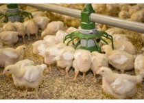 واکسینه ۳ میلیون طیور بومی در سیستان‌وبلوچستان