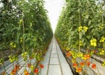 ۹۴۰۰۰ تن محصولات گلخانه‌ای در سیستان‌وبلوچستان