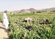 تحقق اشتغال ۵۱۶ نفر در بخش کشاورزی