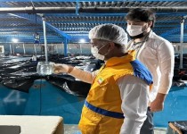 کنارک قطب نوین مولدین میگو