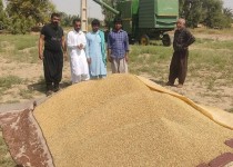 آغاز برداشت گندم در بمپور