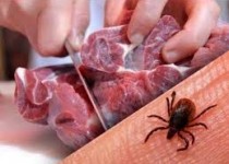 تب کریمه کنگو تهدیدی برای سلامت عمومی