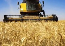 آغاز برداشت جو در شهرستان تفتان