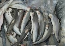 کشف و ضبط کوسه ماهیان در اسکله صیادی بریس