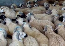 محکومیت قاچاقچی دام در ایرانشهر