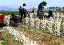 آغاز خرید تضمینی پیاز در سیستان‌وبلوچستان