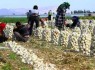آغاز خرید تضمینی پیاز در سیستان‌وبلوچستان