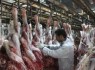 افزایش تولید گوشت قرمز در سیستان‌وبلوچستان
