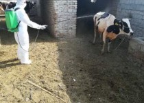 سم‌پاشی دام‌ها برای مهار بیماری‌های دامی