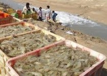 شناسایی ۲۰ سایت مستعد پرورش میگو