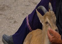 تحویل یک رأس بره وحشی آسیب‌دیده در راسک