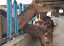 توسعه پرورش شتر شیری در سیستان‌وبلوچستان