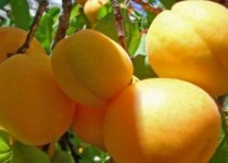 زردآلوی تفتان سیستان‌وبلوچستان به بازار آمد