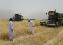 آغاز برداشت گندم در ‌تفتان